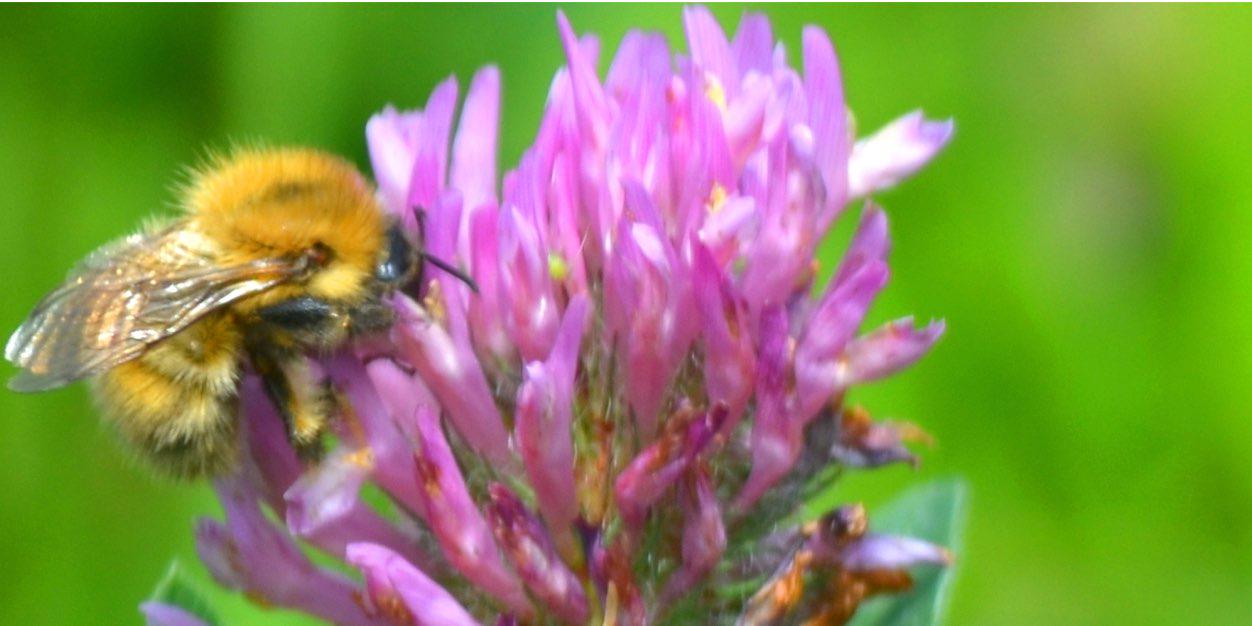 Visit Epping Forest banner