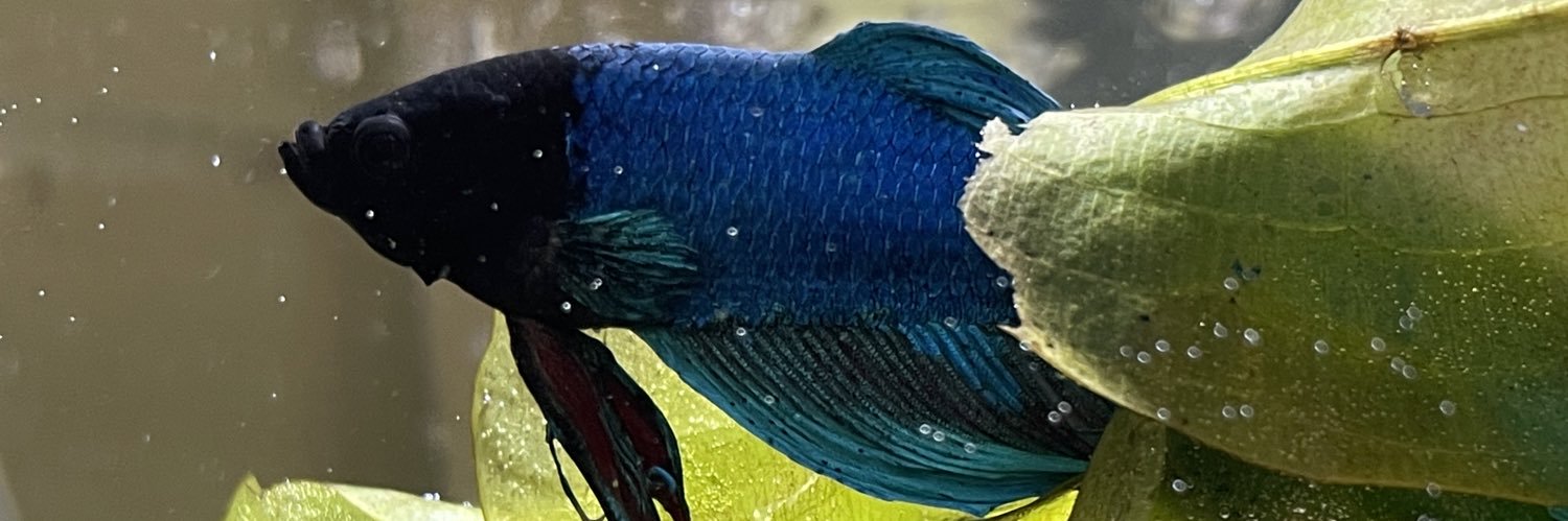 mobudaki's profile banner image