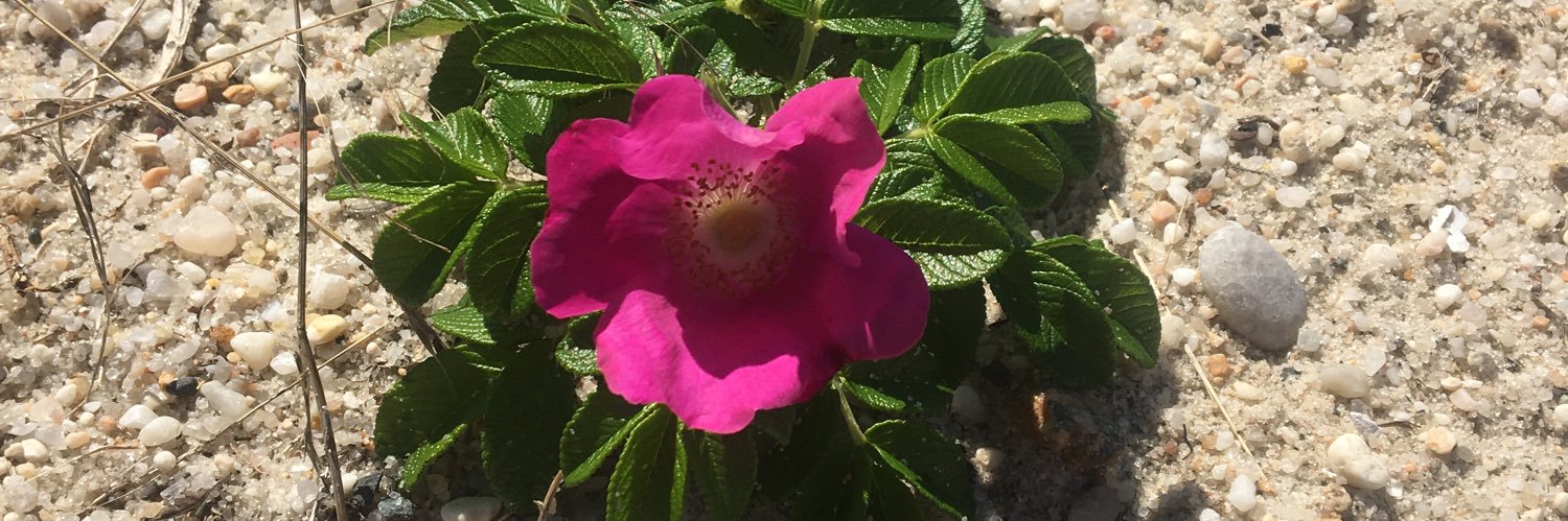 Depresso Espresso ☕️ banner