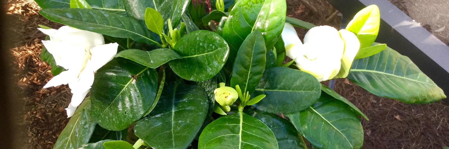 sandyha52272048's profile banner image