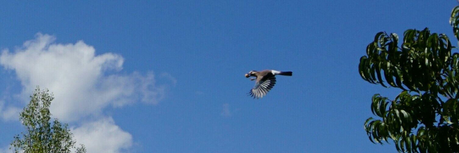 Cesur ⭐️⭐️⭐️⭐️⭐️ banner