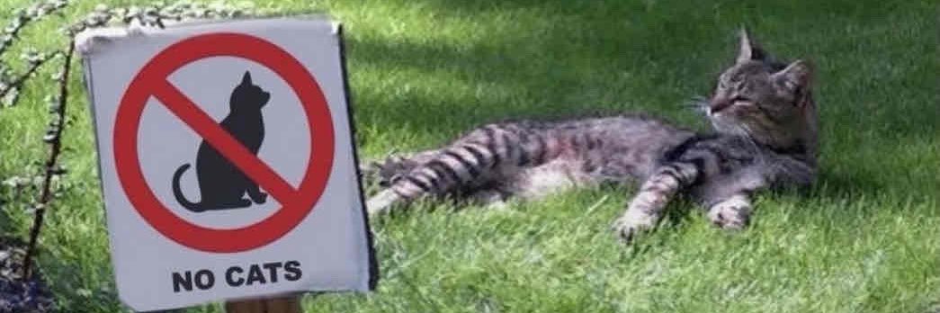 eric siu 🐈‍⬛ banner