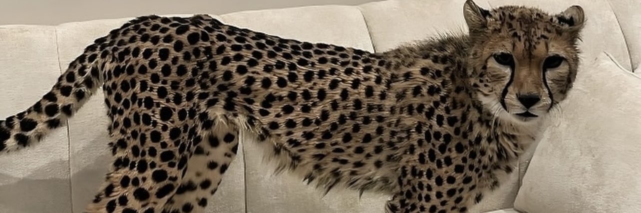 fhd🐆 banner