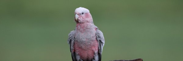 hpmilne Profile Banner