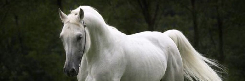 hanan00833799's profile banner image
