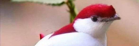 Preciosa Kanti's banner