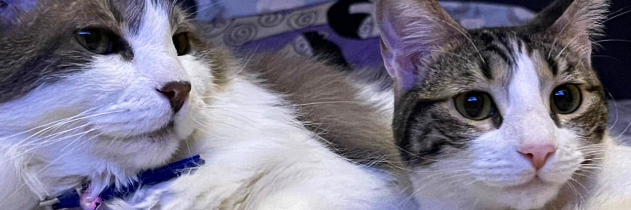 paulicarde's profile banner image