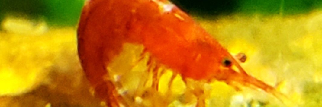 PoserShrimp's profile banner image