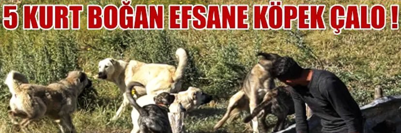 𝐄𝐥-𝐂𝐡𝐚𝐥𝐨 banner