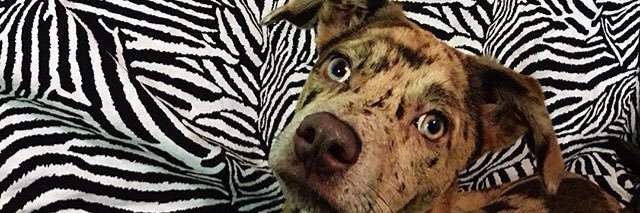 givanico's profile banner image
