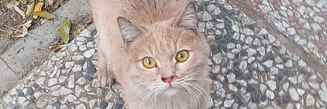 🐈کیتی گالور🐈‍⬛'s banner