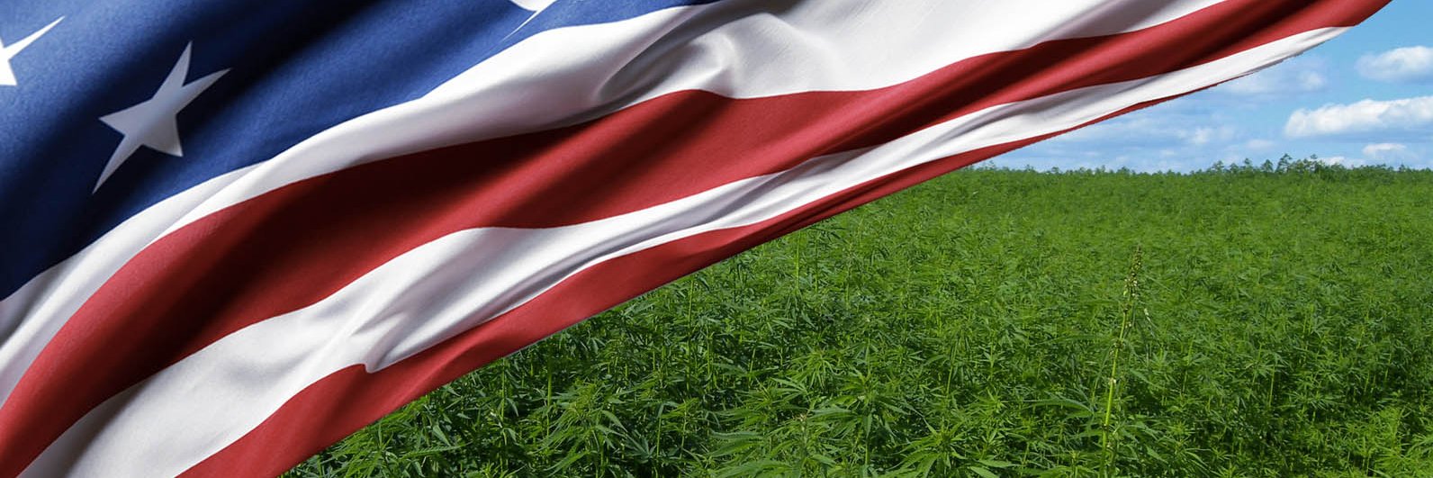 HempBrokerUS's profile banner image