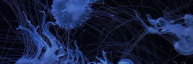 ! banner