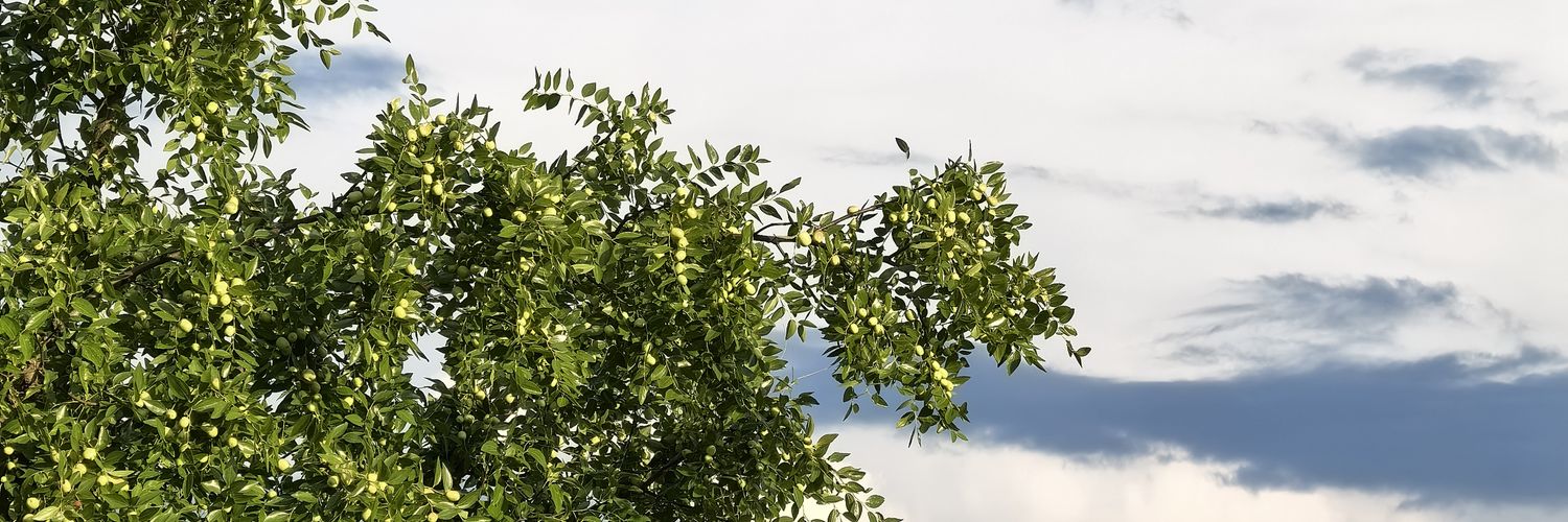 伏特加碳 banner