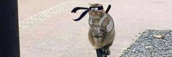itachicat888's profile banner image