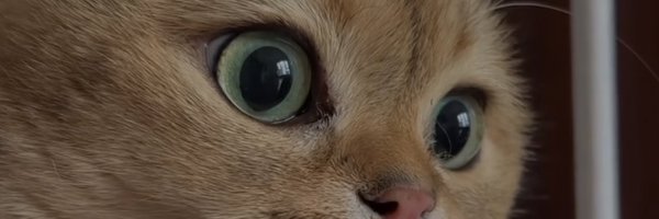 yoshidayukida Profile Banner