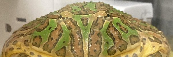 miki_frog4 Profile Banner