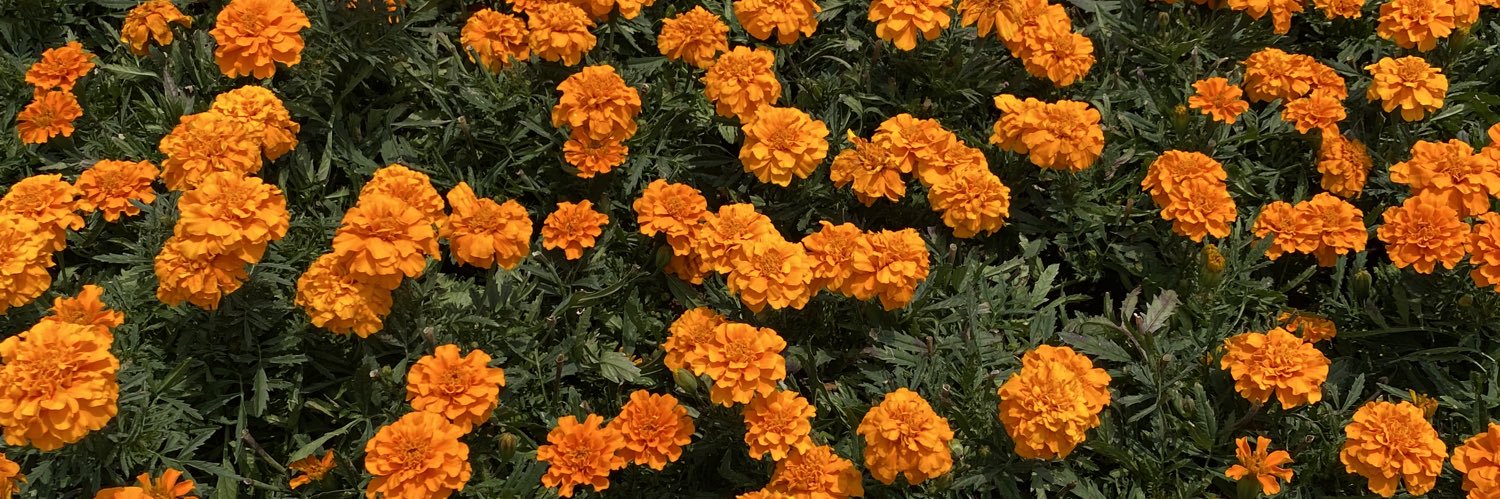 celiaz | men after dm banner