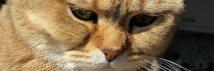 visnelisuffle's profile banner image