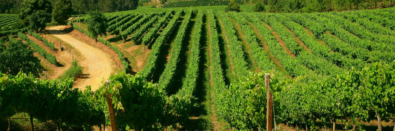 BODEGAS TERRAS GAUDA banner