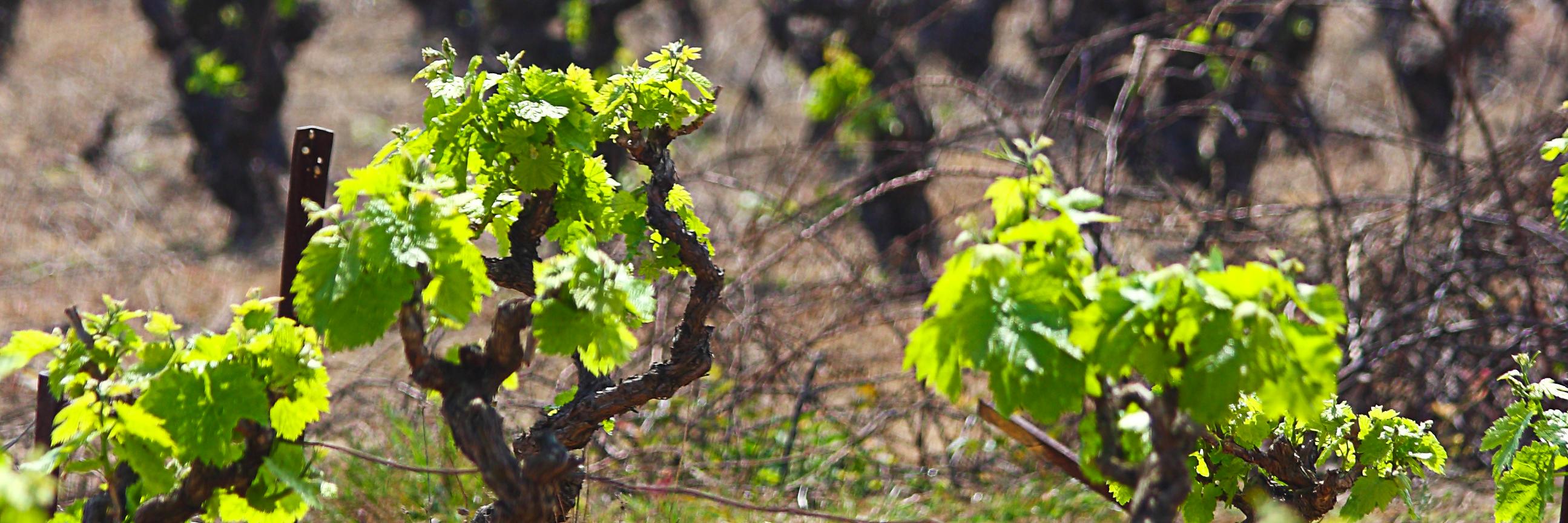 VineAlliance's profile banner image