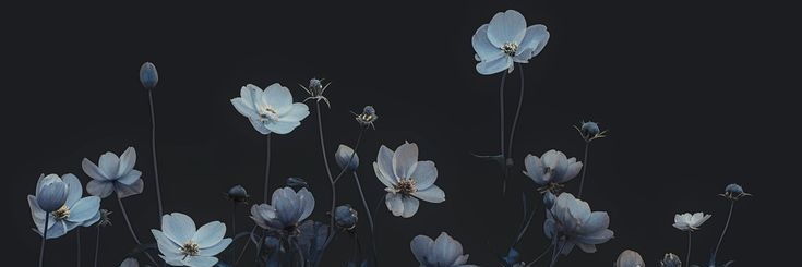 Tanialtss91's profile banner image