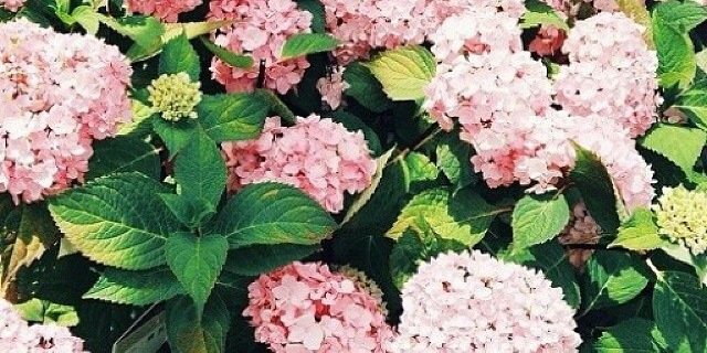 eevonk's profile banner image