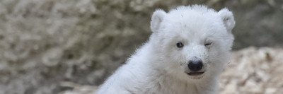 Takotiha's profile banner image