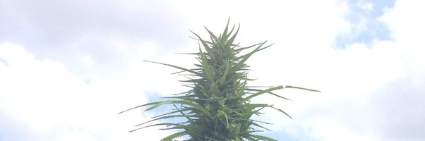 jamilajnmo Profile Banner