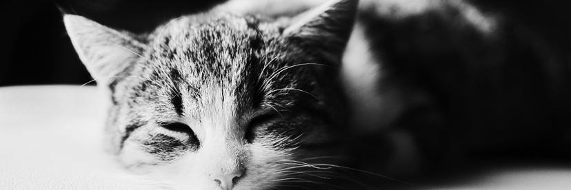 Philosophikat's profile banner image