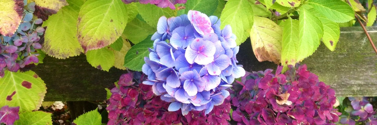 caroline_rolfe's profile banner image
