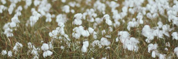 DILLrestaurant Profile Banner