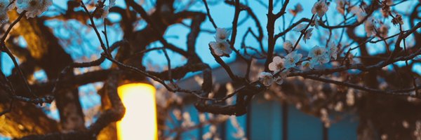 mui_z_ Profile Banner