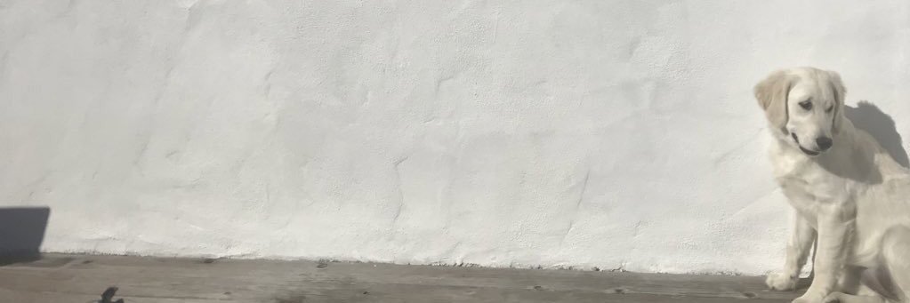 🇺🇦Dogs it Matter ? banner