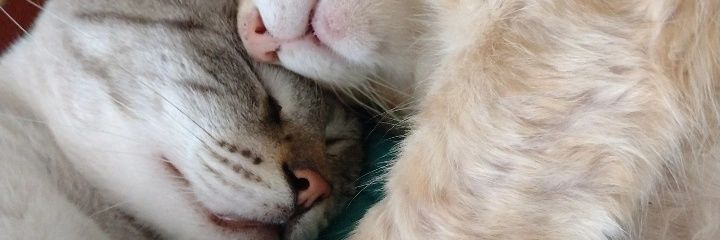sccptataa's profile banner image