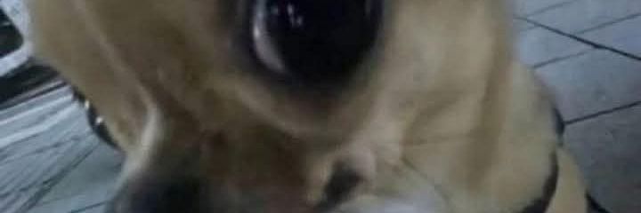ShinZillie's profile banner image