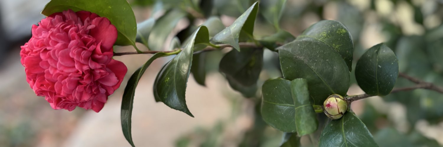 dr. rhosa ☮️ banner