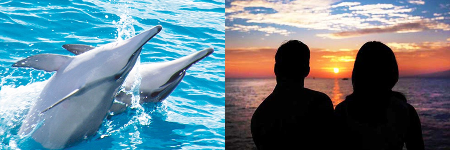 Dolphin Star banner