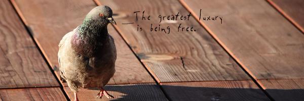 tehevilcannon Profile Banner