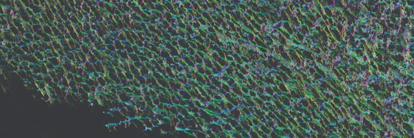 SynatschkeLab Profile Banner