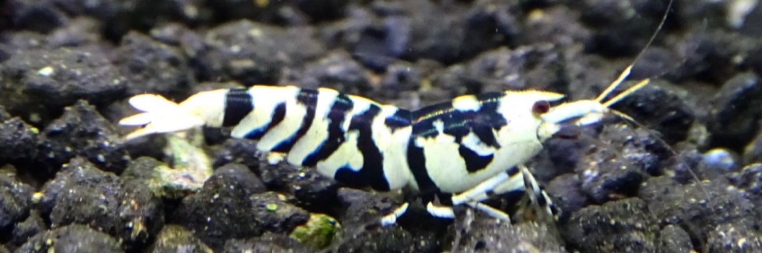 groobee（グルービー） banner