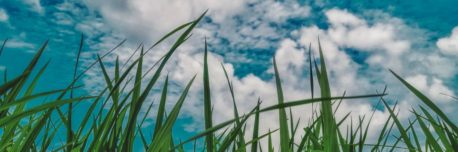 ♡ 𝓜𝓲𝓷𝓽 𝓩𝓲 ♡ banner