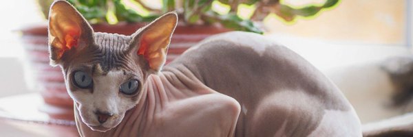 MinkSphynx Profile Banner