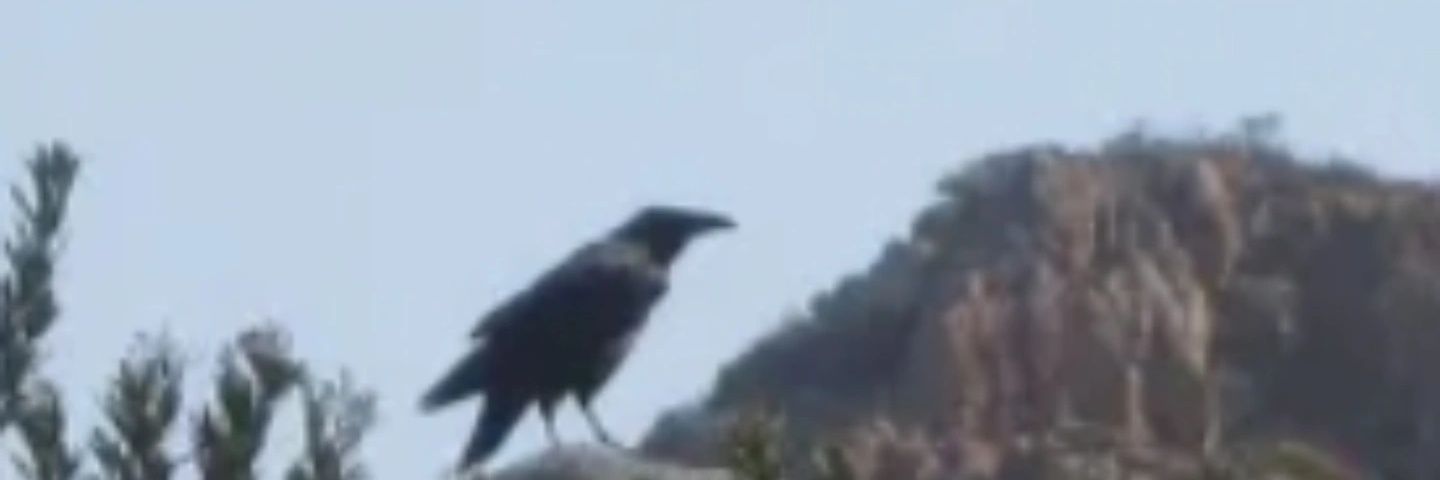 classiclaurie's profile banner image