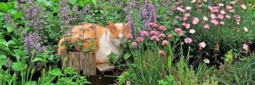 Azealia banks HATE account banner