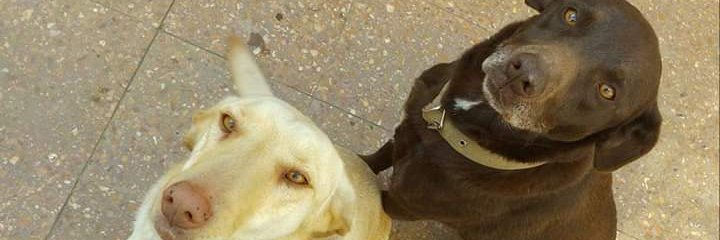 jlsilva11's profile banner image