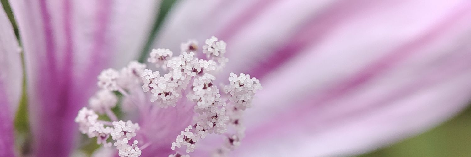 Blismaa's profile banner image