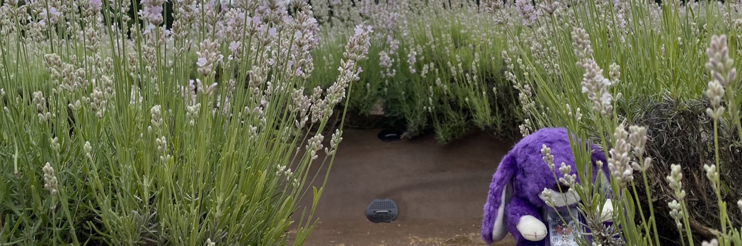 violet_jizousa's profile banner image