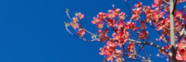 reesesbytes Profile Banner
