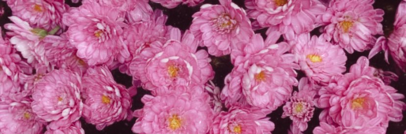 Maria Liotta, M.Ed banner